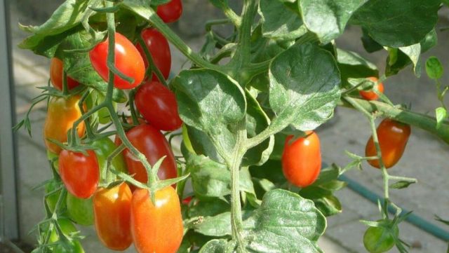Semer des tomates en bouteille plastique : les erreurs à éviter