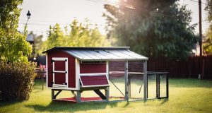 5 erreurs courantes à éviter lors de l’installation d’un poulailler 5 erreurs courantes à éviter lors de l'installation d'un poulailler