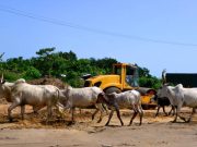 Africa Re relance l’assurance indexée pour protéger le bétail au Nigeria protégez votre élevage avec une assurance bétail adaptée au nigeria. découvrez les garanties, avantages et solutions pour sécuriser vos investissements agricoles contre les risques majeurs.
