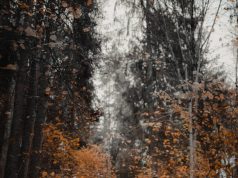 Assistance automobile : décryptage complet des garanties incluses dans votre contrat découvrez les garanties incluses dans votre contrat d'assistance auto pour une protection optimale en cas de panne ou d'accident. profitez d'une assistance rapide et efficace à tout moment.