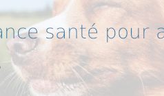 Pet Service Holding s’apprête à commercialiser une nouvelle gamme d’assurances pour animaux découvrez l'assurance animaux lancée par pet service pour protéger vos compagnons à quatre pattes avec des garanties adaptées et un service de qualité.