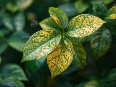 Pourquoi les feuilles de mes plantes jaunissent : erreurs courantes à éviter Pourquoi les feuilles de mes plantes jaunissent : erreurs courantes à éviter