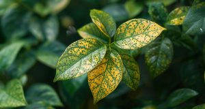 Pourquoi les feuilles de mes plantes jaunissent : erreurs courantes à éviter Pourquoi les feuilles de mes plantes jaunissent : erreurs courantes à éviter