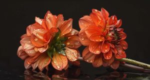 Erreurs d’arrosage des dahlias : comment bien arroser vos fleurs ? Erreurs d'arrosage des dahlias : comment bien arroser vos fleurs ?