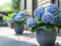 Soins des hortensias en pot : erreurs d’arrosage à éviter Soins des hortensias en pot : erreurs d'arrosage à éviter