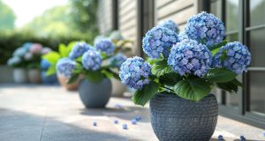 Soins des hortensias en pot : erreurs d’arrosage à éviter Soins des hortensias en pot : erreurs d'arrosage à éviter