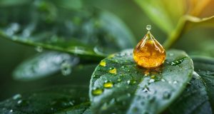 L’huile de jojoba est-elle sans risque pour votre peau ? L'huile de jojoba est-elle sans risque pour votre peau ?