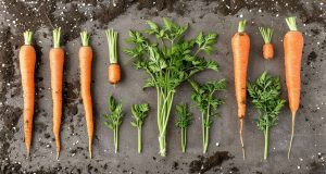 Erreurs à éviter pour faire pousser des carottes en novembre Erreurs à éviter pour faire pousser des carottes en novembre
