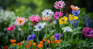 Éviter les erreurs pour de belles anémones du Japon : conseils jardinage Éviter les erreurs pour de belles anémones du Japon : conseils jardinage