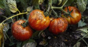 9 erreurs à éviter absolument pour cultiver des tomates réussies 9 erreurs à éviter absolument pour cultiver des tomates réussies