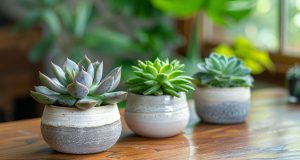 Erreurs courantes dans l’entretien des plantes succulentes d’intérieur Erreurs courantes dans l'entretien des plantes succulentes d'intérieur