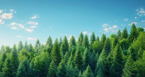 Pourquoi certains arbres ne perdent-ils jamais leurs feuilles ? Pourquoi certains arbres ne perdent-ils jamais leurs feuilles ?