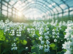 1er Mai : Y aura-t-il toujours du muguet en 2050 1er Mai : Y aura-t-il toujours du muguet en 2050
