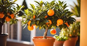 Oranger en pot : les erreurs à éviter pour un entretien optimal Oranger en pot : les erreurs à éviter pour un entretien optimal