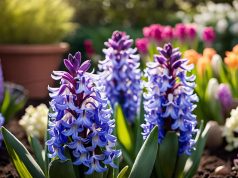 5 erreurs à éviter pour cultiver de belles jacinthes dans votre jardin 5 erreurs à éviter pour cultiver de belles jacinthes dans votre jardin