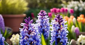 5 erreurs à éviter pour cultiver de belles jacinthes dans votre jardin 5 erreurs à éviter pour cultiver de belles jacinthes dans votre jardin