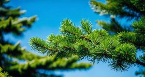 Quel est le meilleur arbre persistant à croissance rapide pour mon jardin ? Quel est le meilleur arbre persistant à croissance rapide pour mon jardin ?