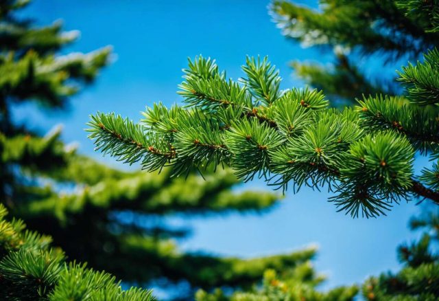 Quel est le meilleur arbre persistant à croissance rapide pour mon jardin ?