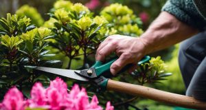 Comment tailler un rhododendron : éviter les erreurs courantes Comment tailler un rhododendron : éviter les erreurs courantes