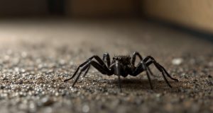Comment se débarrasser efficacement des petites araignées noires dans la maison ? Comment se débarrasser efficacement des petites araignées noires dans la maison ?