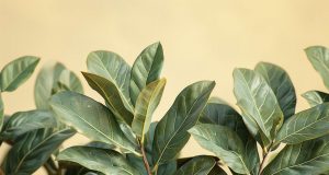 Erreurs courantes avec le laurier au jardin : comment les éviter ? Erreurs courantes avec le laurier au jardin : comment les éviter ?