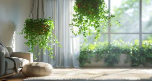 Erreurs à éviter avec les plantes suspendues : nos conseils pour un intérieur verdoyant Erreurs à éviter avec les plantes suspendues : nos conseils pour un intérieur verdoyant
