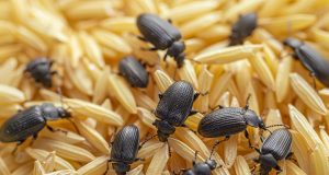 Riz infesté de charançons : peut-on le consommer sans risque ? Riz infesté de charançons : peut-on le consommer sans risque ?