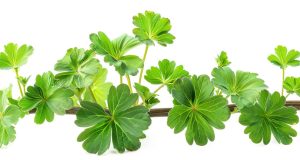 Taille du géranium : les erreurs à éviter absolument ! Taille du géranium : les erreurs à éviter absolument !