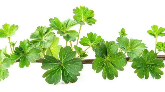 Taille du géranium : les erreurs à éviter absolument !