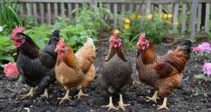 Accueillir des poules dans son jardin : les erreurs à éviter Accueillir des poules dans son jardin : les erreurs à éviter