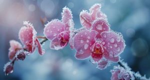 Hivernage des orchidées : erreurs courantes à éviter lors d’une vague de froid Hivernage des orchidées : erreurs courantes à éviter lors d’une vague de froid