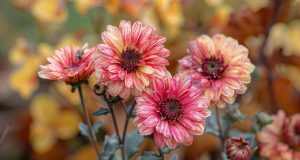 Erreurs d’entretien des chrysanthèmes : conseils pour un jardin fleuri Erreurs d’entretien des chrysanthèmes : conseils pour un jardin fleuri