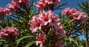 Taille du laurier-rose : les erreurs à éviter absolument Taille du laurier-rose : les erreurs à éviter absolument