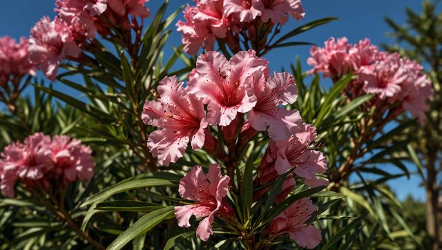 Taille du laurier-rose : les erreurs à éviter absolument
