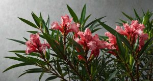 Pourquoi les feuilles de mon laurier rose deviennent-elles sèches et comment y remédier ? Pourquoi les feuilles de mon laurier rose deviennent-elles sèches et comment y remédier ?