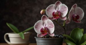 Comment faire refleurir une orchidée facilement ? Comment faire refleurir une orchidée facilement ?