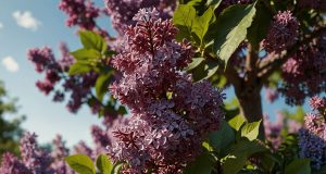 Cultiver le lilas : 5 erreurs à éviter pour une floraison spectaculaire Cultiver le lilas : 5 erreurs à éviter pour une floraison spectaculaire