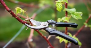 Taille des framboisiers : les erreurs courantes à éviter Taille des framboisiers : les erreurs courantes à éviter