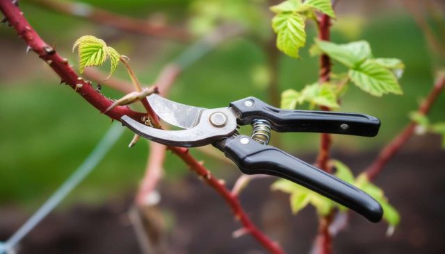 Taille des framboisiers : les erreurs courantes à éviter
