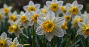 Comment entretenir les jonquilles : erreurs courantes à éviter Comment entretenir les jonquilles : erreurs courantes à éviter
