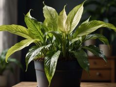 Conseils de fleuriste pour un spathiphyllum magnifique : erreurs courantes en jardinage à éviter Conseils de fleuriste pour un spathiphyllum magnifique : erreurs courantes en jardinage à éviter