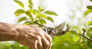 Taille des arbres fruitiers en août : les erreurs à éviter Taille des arbres fruitiers en août : les erreurs à éviter