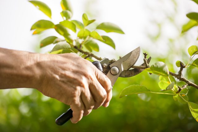 Taille des arbres fruitiers en août : les erreurs à éviter