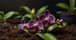 Erreurs à éviter avec le marc de café pour les orchidées en intérieur Erreurs à éviter avec le marc de café pour les orchidées en intérieur
