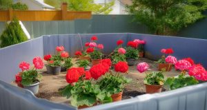 Quelle recette de grand-mère permet d’obtenir des géraniums éclatants ? Quelle recette de grand-mère permet d'obtenir des géraniums éclatants ?