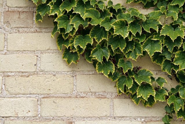 Comment habiller un mur extérieur pour améliorer l'esthétique de votre maison ?