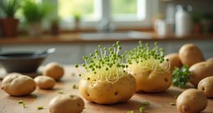 Pommes de terre germées : 4 astuces pour les utiliser sans gaspiller Pommes de terre germées : 4 astuces pour les utiliser sans gaspiller