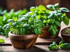 Astuces incontournables pour conserver vos fines herbes fraîches Astuces incontournables pour conserver vos fines herbes fraîches