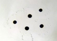 Assurance vie : comment évaluer les frais de votre contrat ? découvrez tout sur les frais liés aux contrats d'assurance vie. comprenez les différents types de frais, leur impact sur votre investissement et comment optimiser votre contrat pour maximiser vos bénéfices à long terme.