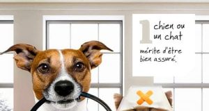 État des lieux de l’assurance animaux : les données clés d’août 2025 découvrez nos options d'assurance pour animaux en août 2025. protégez votre compagnon à quatre pattes contre les imprévus et profitez de soins vétérinaires de qualité. comparez les meilleures offres et choisissez la couverture qui correspond à vos besoins!